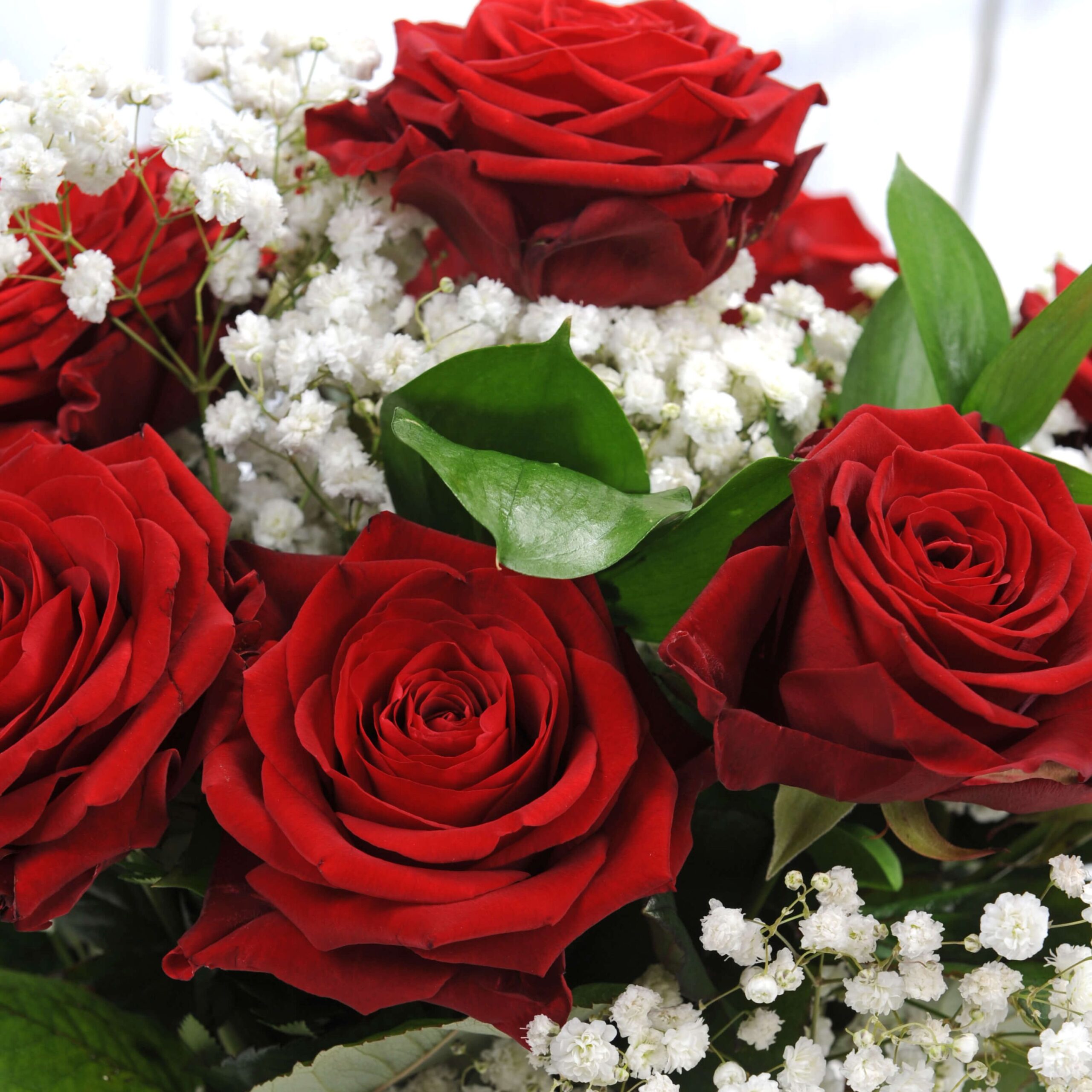 12 Luxury Red Roses | Homeland Florists