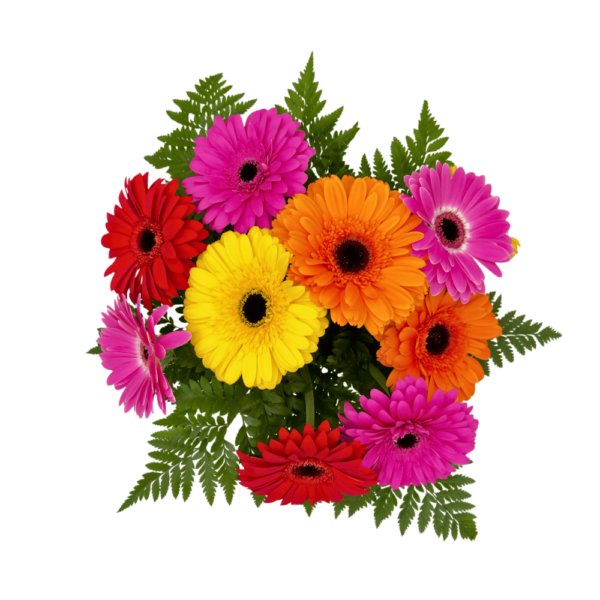 Gerbera fresh flower bouquet top down bright large flowers