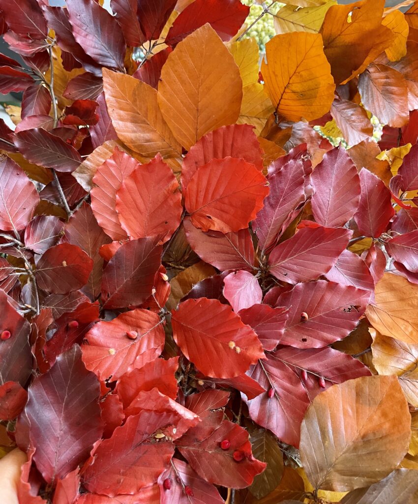 selection of autumnal coloured leaves